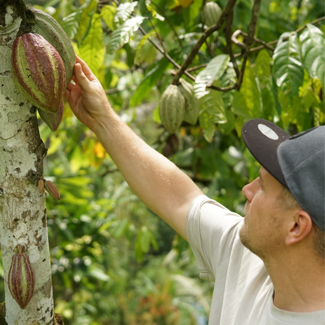 The Cocoa Industry's Challenges: Sustainability, Fairness, and the Future of Hot Chocolate